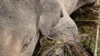 Bangkai gajah yang tersangkut di tepi Sngai Batang Tabir terlihat mulai dikerubungi llalat. (DETAIL/ist)