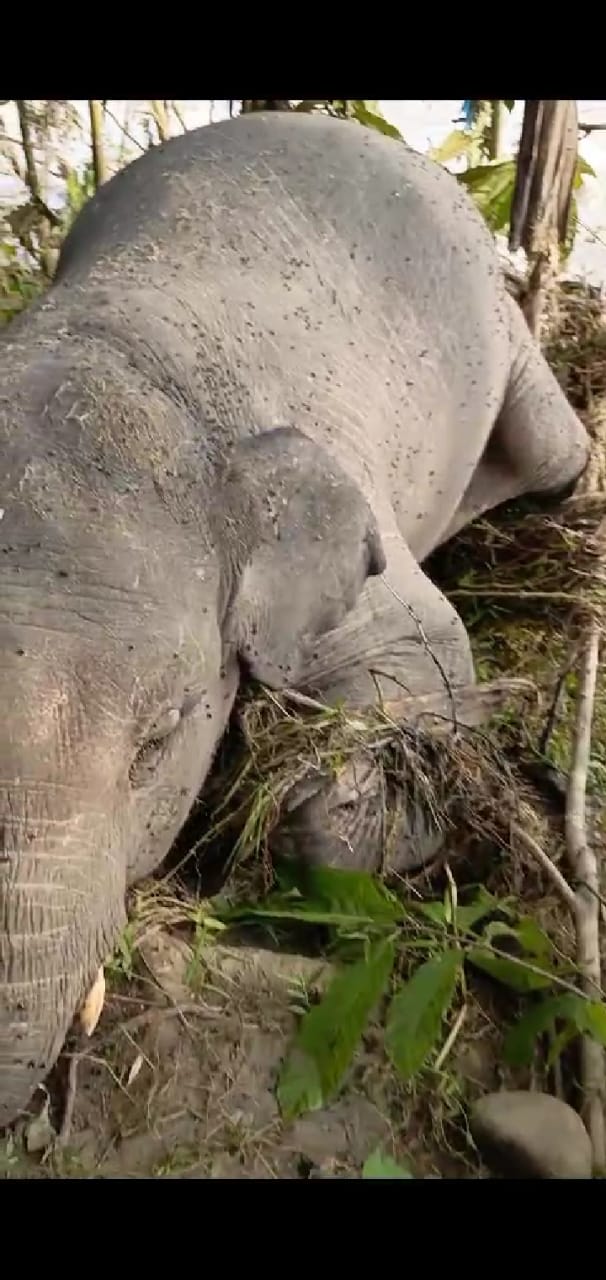 Bangkai gajah yang tersangkut di tepi Sngai Batang Tabir terlihat mulai dikerubungi llalat. (DETAIL/ist)